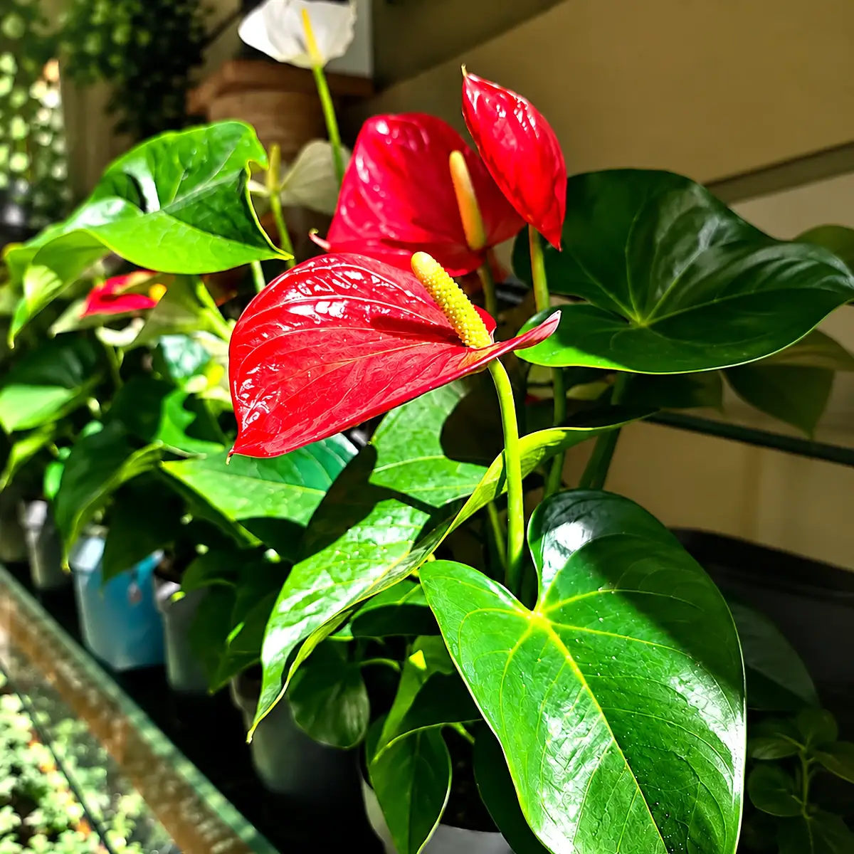 Plantas floridas de interior